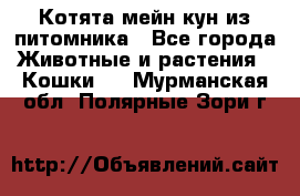 Котята мейн-кун из питомника - Все города Животные и растения » Кошки   . Мурманская обл.,Полярные Зори г.